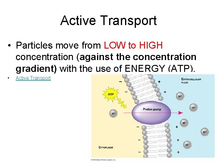 Active Transport • Particles move from LOW to HIGH concentration (against the concentration gradient)