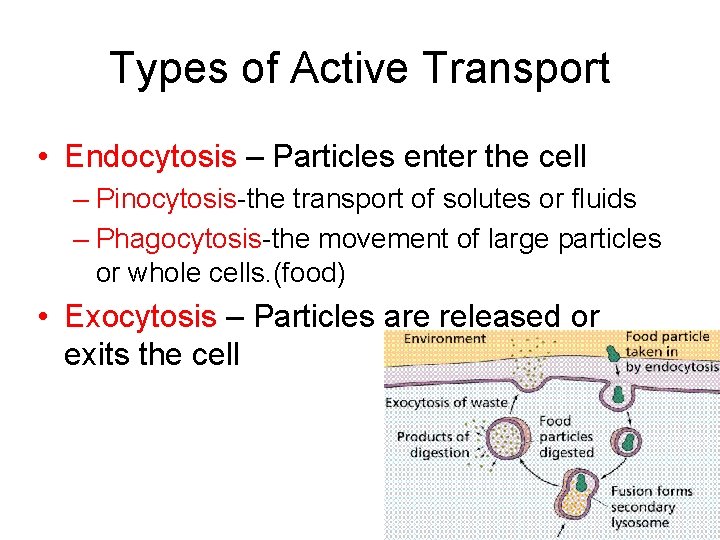 Types of Active Transport • Endocytosis – Particles enter the cell – Pinocytosis-the transport