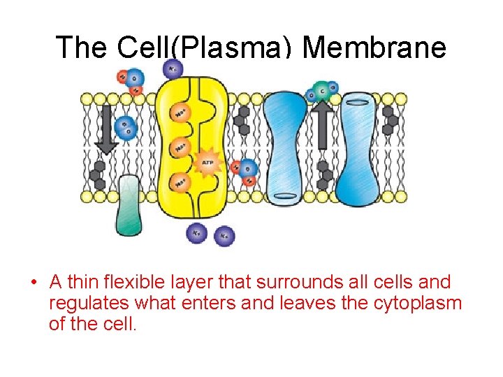 The Cell(Plasma) Membrane • A thin flexible layer that surrounds all cells and regulates
