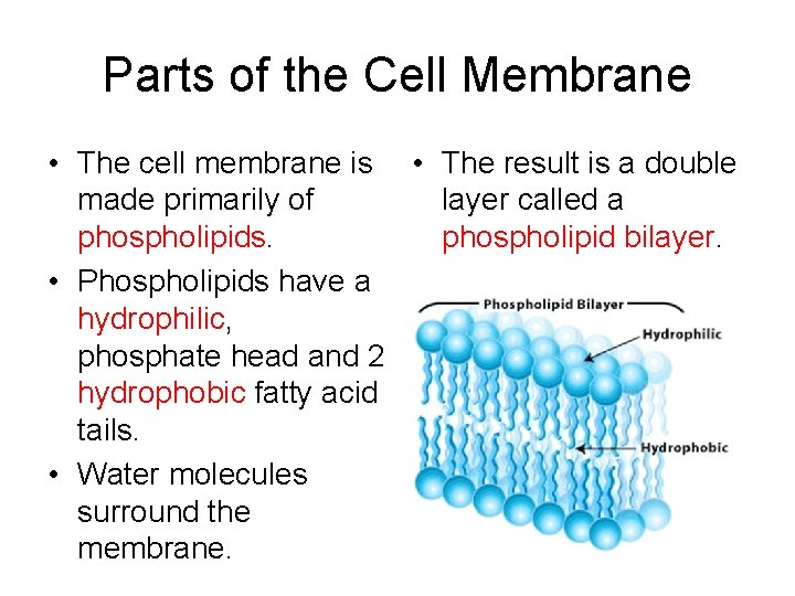 Parts of the Cell Membrane • The cell membrane is • The result is