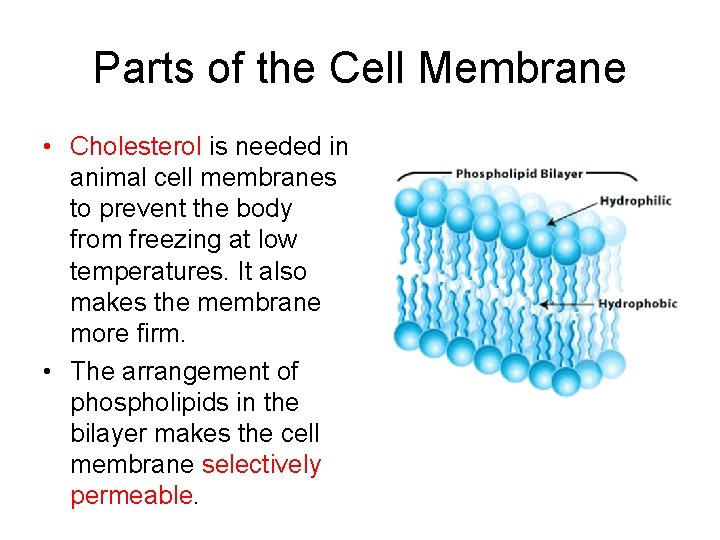 Parts of the Cell Membrane • Cholesterol is needed in animal cell membranes to
