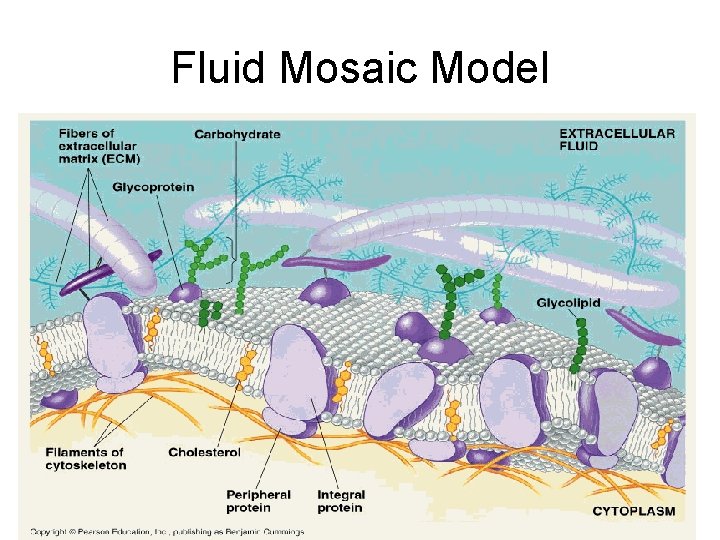 Fluid Mosaic Model 