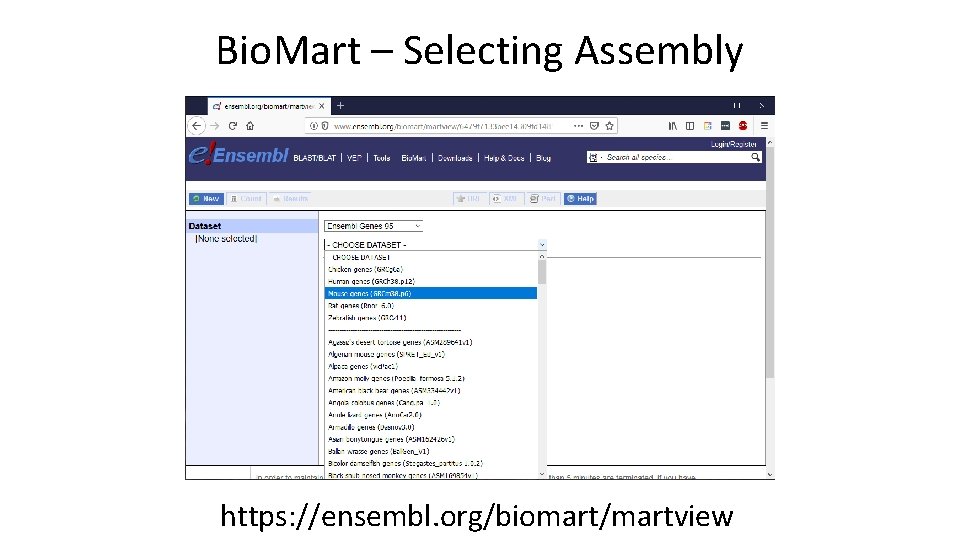 Bio. Mart – Selecting Assembly https: //ensembl. org/biomart/martview 