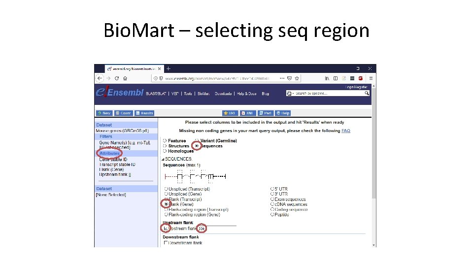 Bio. Mart – selecting seq region 