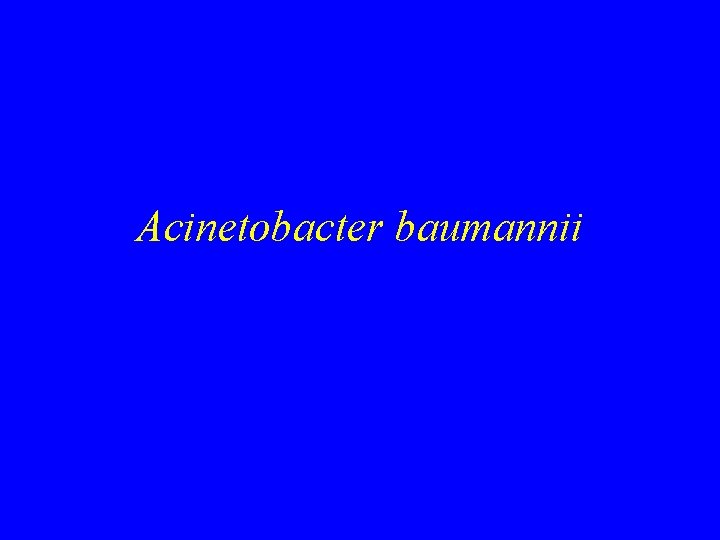 Acinetobacter baumannii 