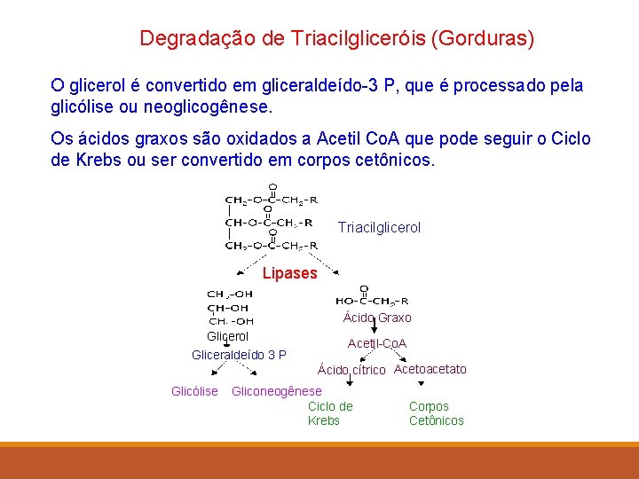 Degradação de Triacilgliceróis (Gorduras) O glicerol é convertido em gliceraldeído-3 P, que é processado