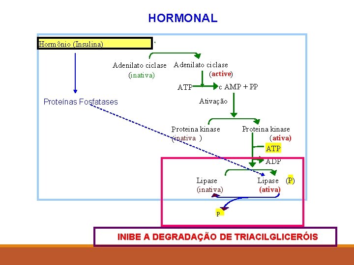HORMONAL Hormônio (Insulina) Hormônio (epinefrina ou glucagon) Adenilato ciclase (active) (inativa) ATP Proteínas Fosfatases