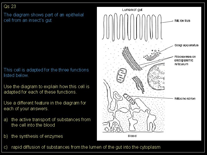 Qs 23 The diagram shows part of an epithelial cell from an insect’s gut