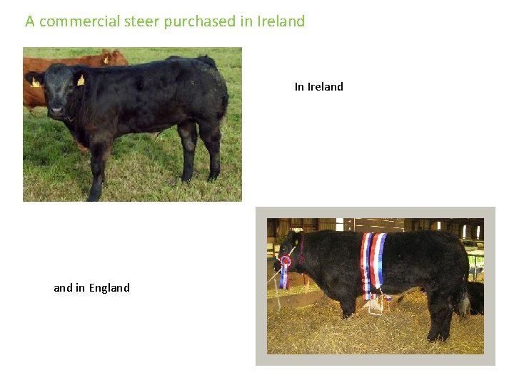 A commercial steer purchased in Ireland In Ireland in England 