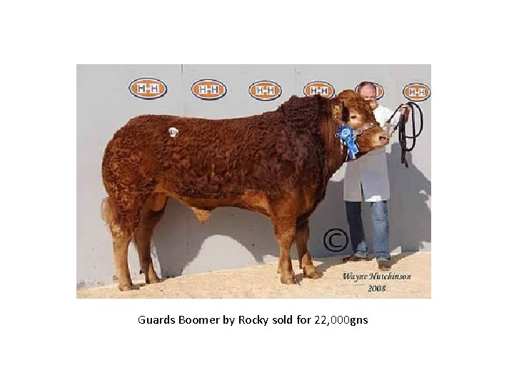 Guards Boomer by Rocky sold for 22, 000 gns 