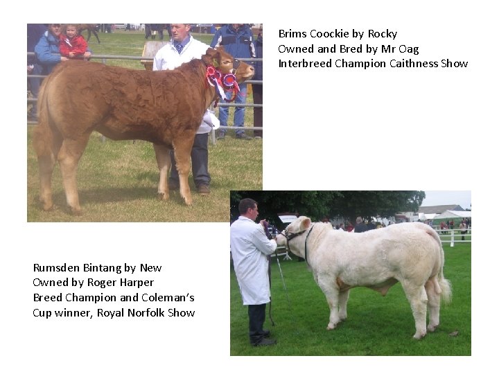 Brims Coockie by Rocky Owned and Bred by Mr Oag Interbreed Champion Caithness Show