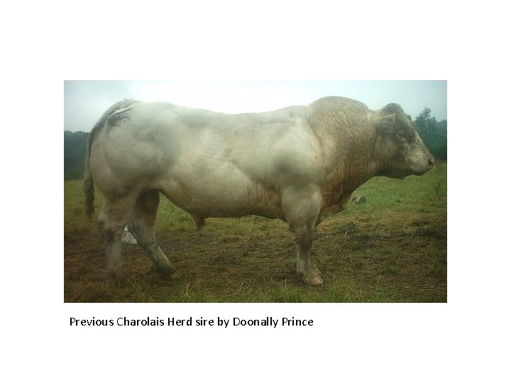 Previous Charolais Herd sire by Doonally Prince 