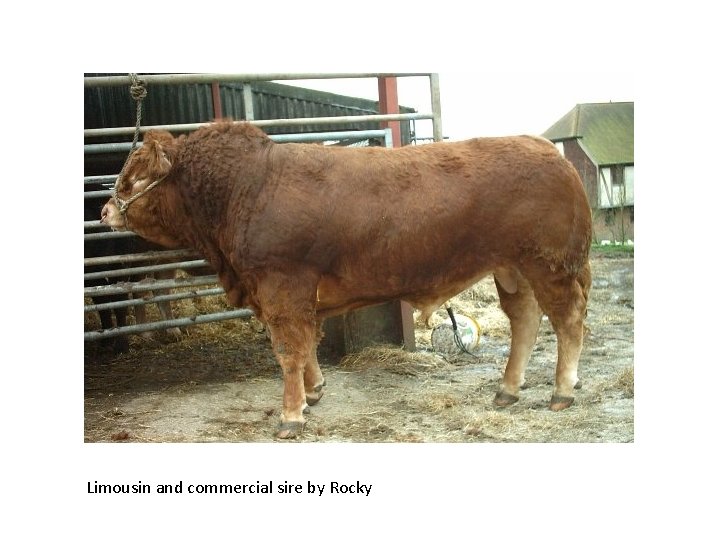 Limousin and commercial sire by Rocky 