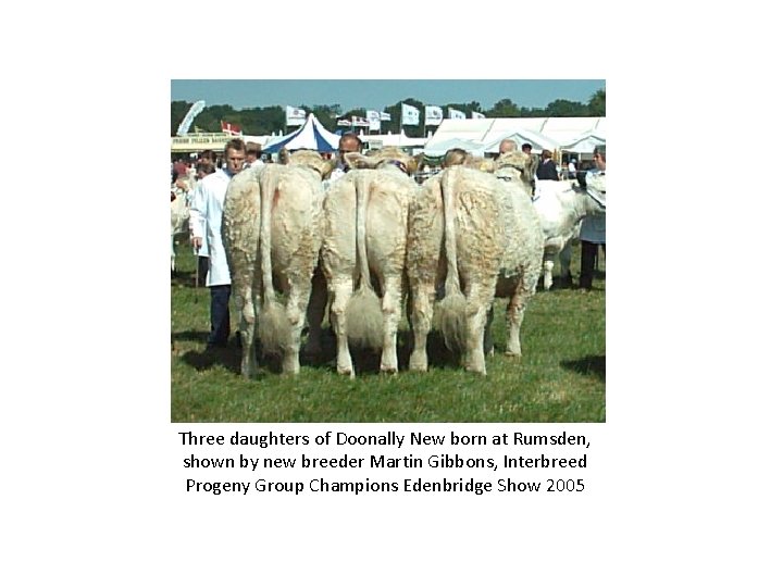 Three daughters of Doonally New born at Rumsden, shown by new breeder Martin Gibbons,