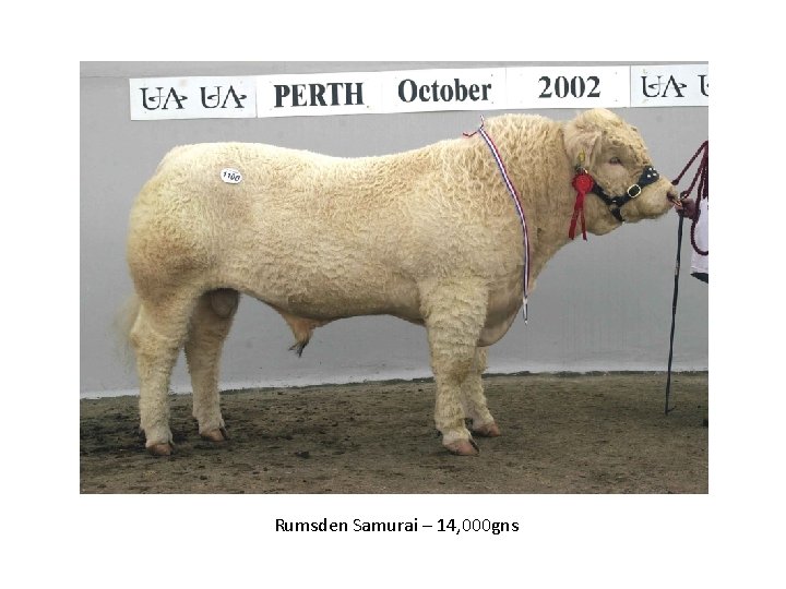 Rumsden Samurai – 14, 000 gns 