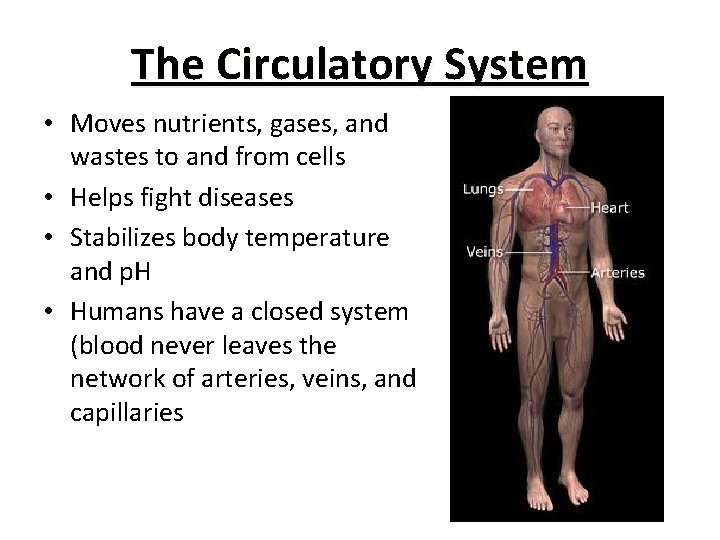 The Circulatory System • Moves nutrients, gases, and wastes to and from cells •