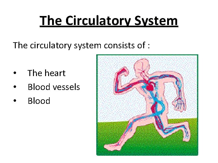 The Circulatory System The circulatory system consists of : • • • The heart