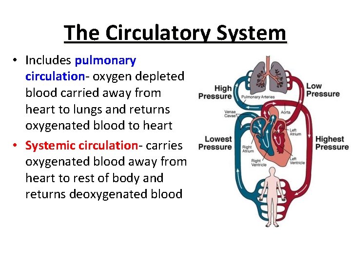 The Circulatory System • Includes pulmonary circulation- oxygen depleted blood carried away from heart