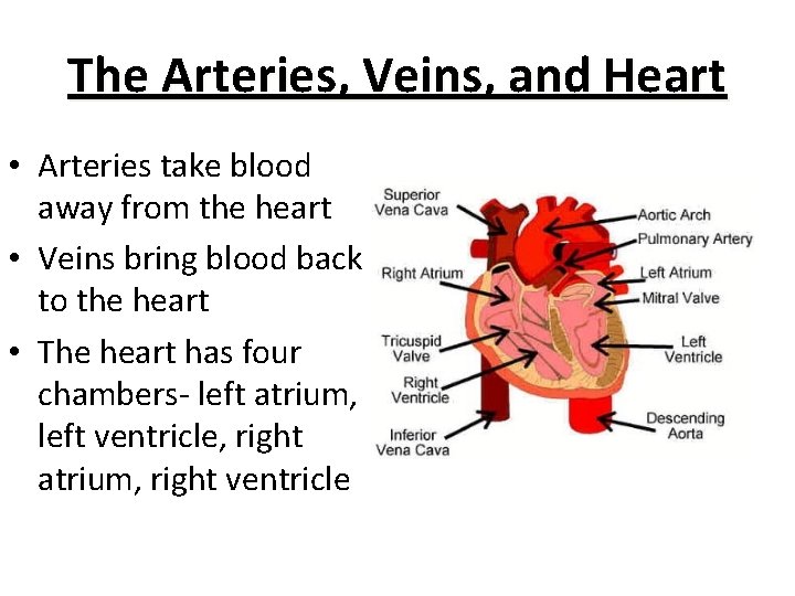 The Arteries, Veins, and Heart • Arteries take blood away from the heart •