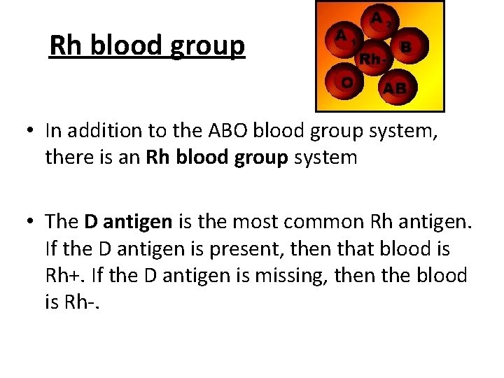 Rh blood group • In addition to the ABO blood group system, there is