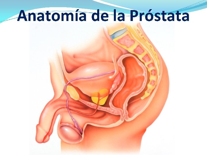 Anatomía de la Próstata 
