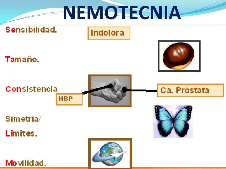 NEMOTECNIA 