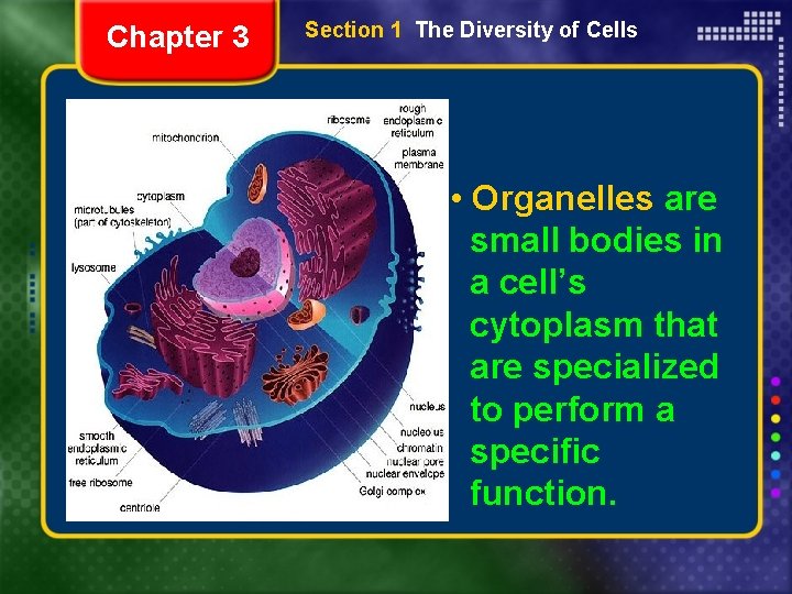 Chapter 3 Section 1 The Diversity of Cells • Organelles are small bodies in