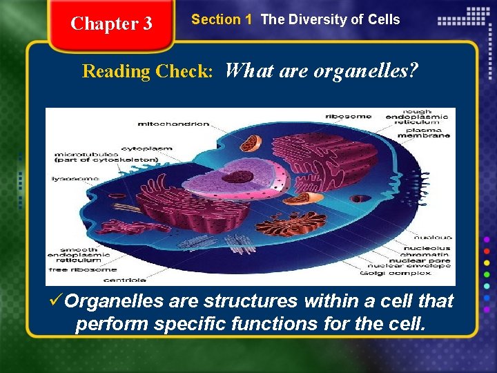 Chapter 3 Section 1 The Diversity of Cells Reading Check: What are organelles? üOrganelles