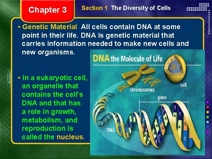 Chapter 3 Section 1 The Diversity of Cells • Genetic Material All cells contain