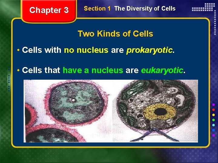Chapter 3 Section 1 The Diversity of Cells Two Kinds of Cells • Cells