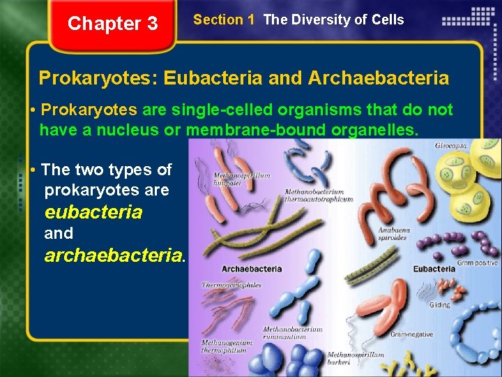 Chapter 3 Section 1 The Diversity of Cells Prokaryotes: Eubacteria and Archaebacteria • Prokaryotes