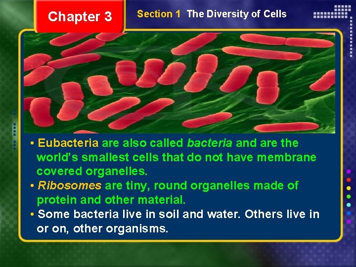 Chapter 3 Section 1 The Diversity of Cells • Eubacteria are also called bacteria