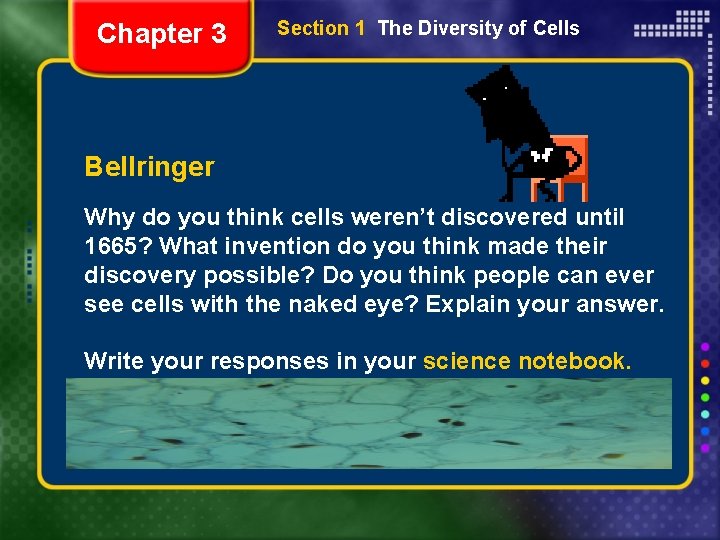 Chapter 3 Section 1 The Diversity of Cells Bellringer Why do you think cells