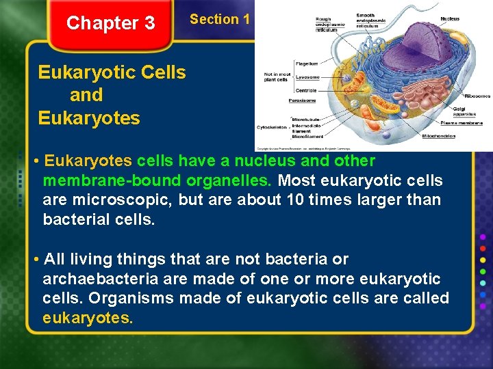 Chapter 3 Section 1 The Diversity of Cells Eukaryotic Cells and Eukaryotes • Eukaryotes