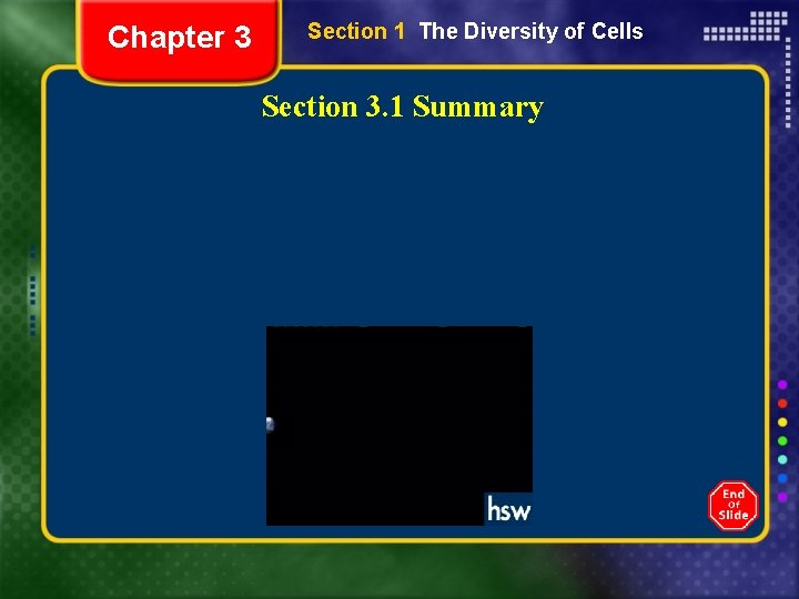 Chapter 3 Section 1 The Diversity of Cells Section 3. 1 Summary 