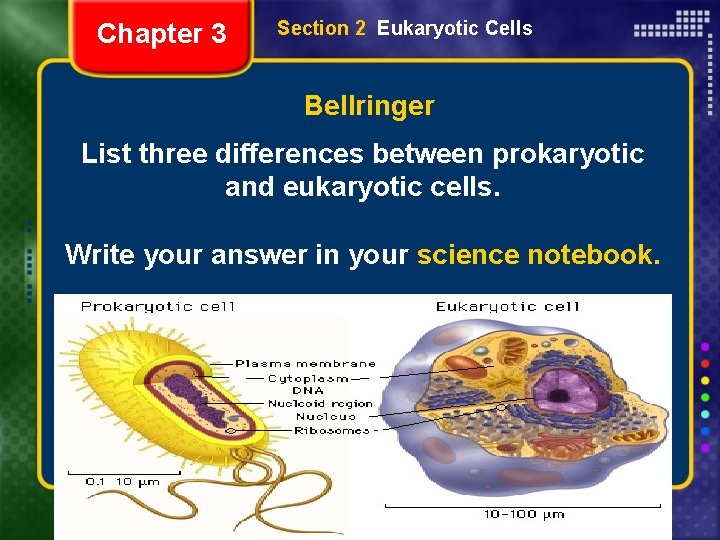 Chapter 3 Section 2 Eukaryotic Cells Bellringer List three differences between prokaryotic and eukaryotic