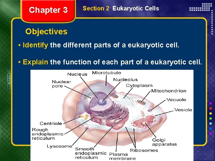 Chapter 3 Section 2 Eukaryotic Cells Objectives • Identify the different parts of a
