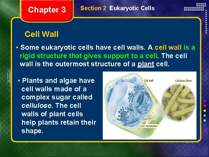 Chapter 3 Section 2 Eukaryotic Cells Cell Wall • Some eukaryotic cells have cell