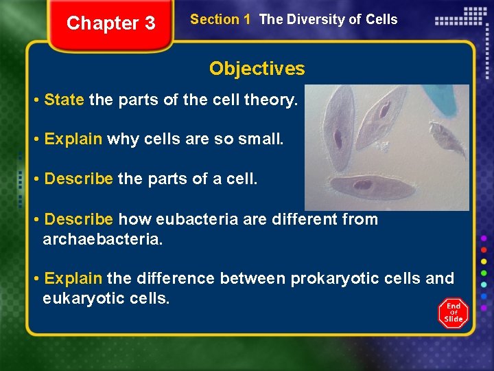 Chapter 3 Section 1 The Diversity of Cells Objectives • State the parts of