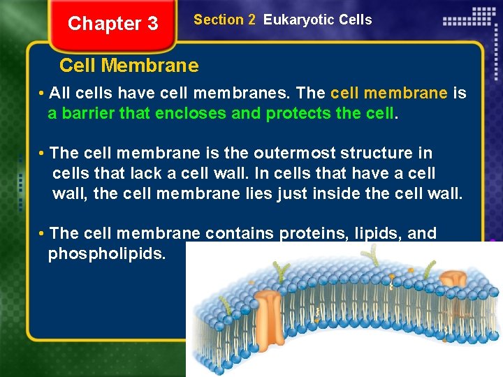 Chapter 3 Section 2 Eukaryotic Cells Cell Membrane • All cells have cell membranes.