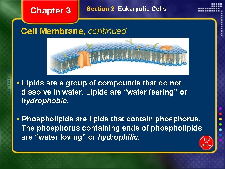 Chapter 3 Section 2 Eukaryotic Cells Cell Membrane, continued • Lipids are a group