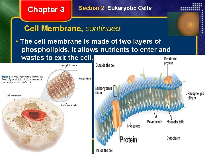 Chapter 3 Section 2 Eukaryotic Cells Cell Membrane, continued • The cell membrane is