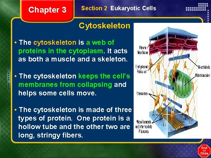 Chapter 3 Section 2 Eukaryotic Cells Cytoskeleton • The cytoskeleton is a web of