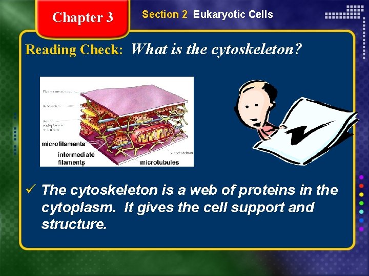 Chapter 3 Section 2 Eukaryotic Cells Reading Check: What is the cytoskeleton? ü The