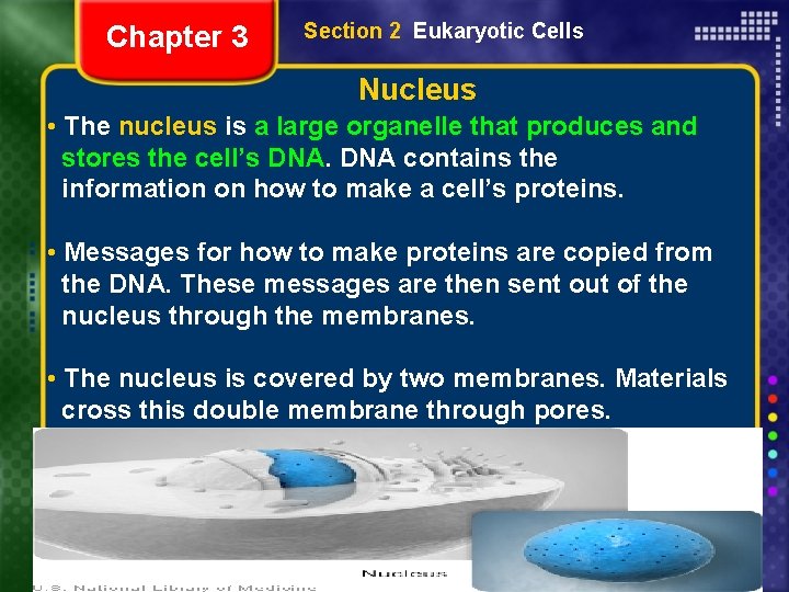 Chapter 3 Section 2 Eukaryotic Cells Nucleus • The nucleus is a large organelle