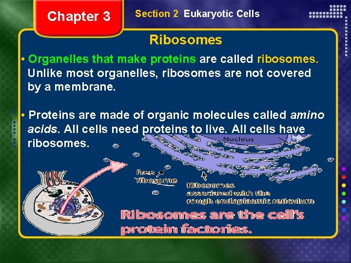 Chapter 3 Section 2 Eukaryotic Cells Ribosomes • Organelles that make proteins are called