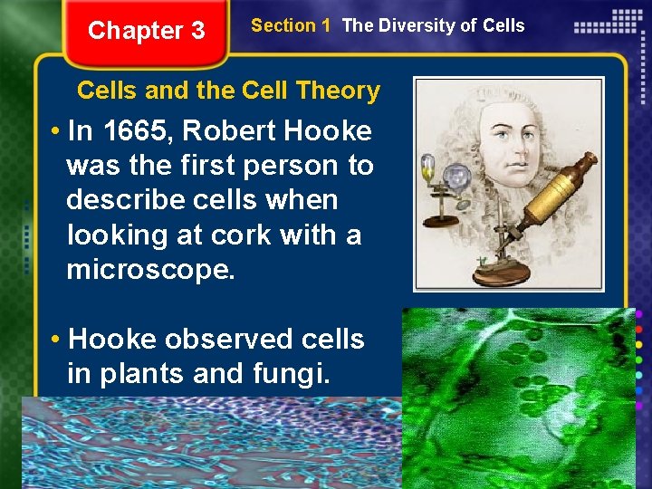 Chapter 3 Section 1 The Diversity of Cells and the Cell Theory • In