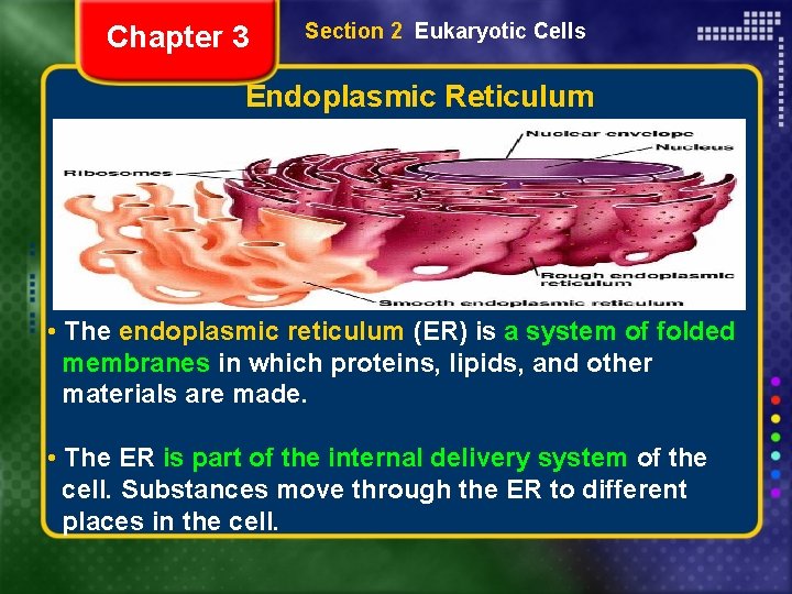 Chapter 3 Section 2 Eukaryotic Cells Endoplasmic Reticulum • The endoplasmic reticulum (ER) is