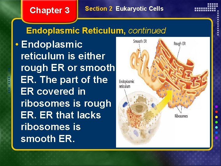 Chapter 3 Section 2 Eukaryotic Cells Endoplasmic Reticulum, continued • Endoplasmic reticulum is either