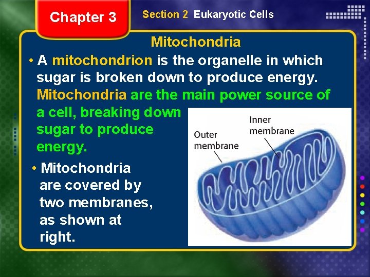 Chapter 3 Section 2 Eukaryotic Cells Mitochondria • A mitochondrion is the organelle in